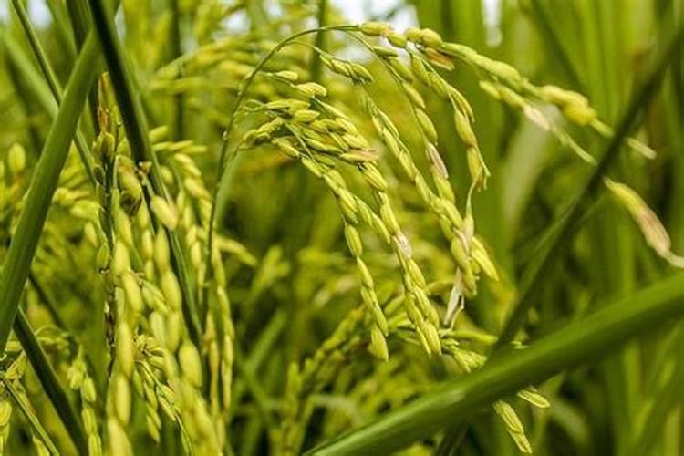 水稻施肥方法是什么？用量多少？