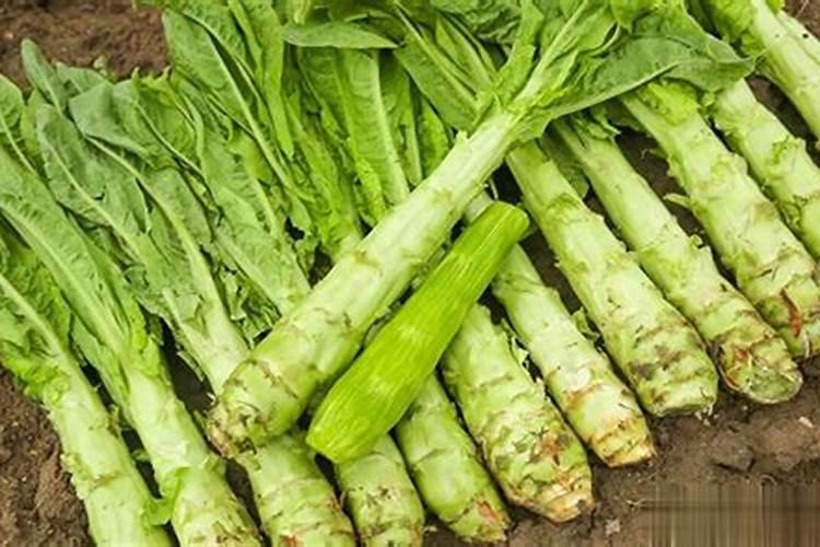 红莴笋怎么施肥？