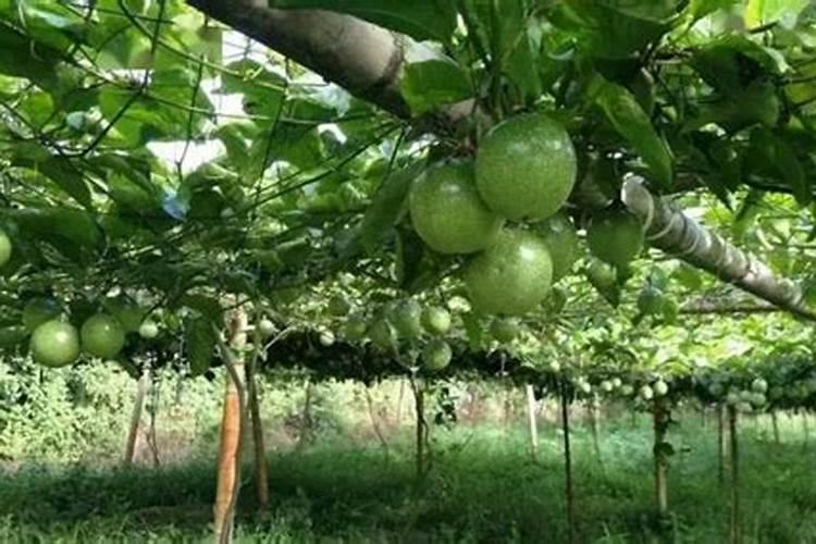 百香果种植用什么钾肥好。昙花种植施什么肥
