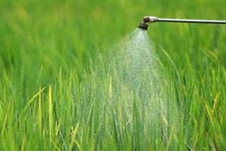 阴天大棚里可以打药吗