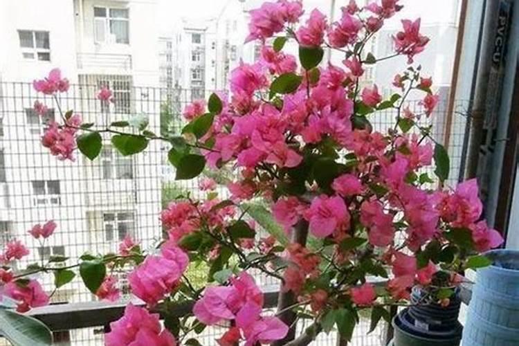 春天三角梅发芽怎么浇水