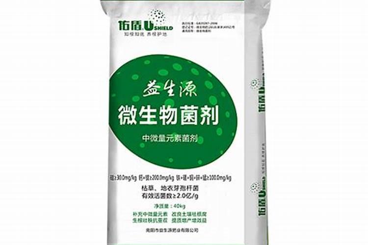 满天星适合种在哪些地方？