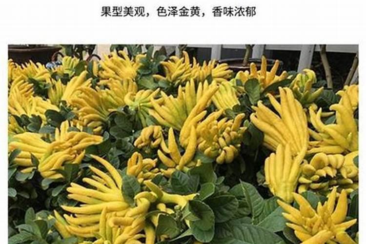 黄皮果春季如何施肥