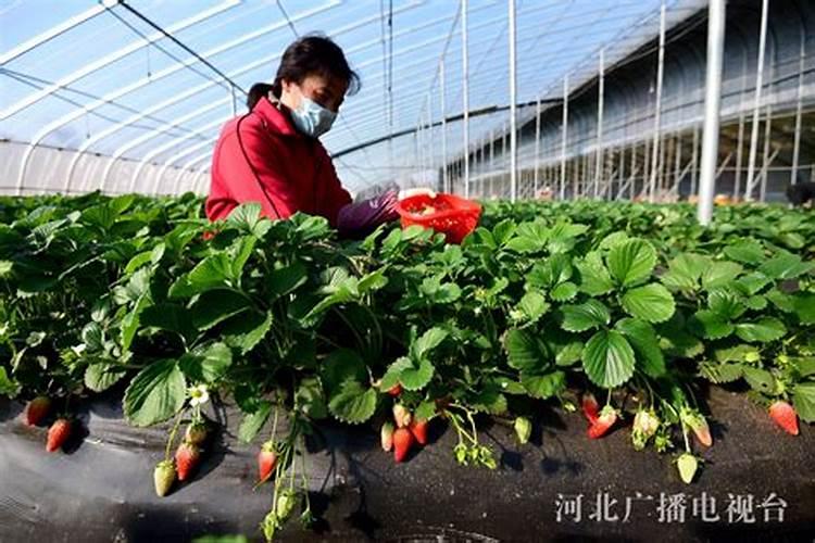 水培草莓的专用肥配方
