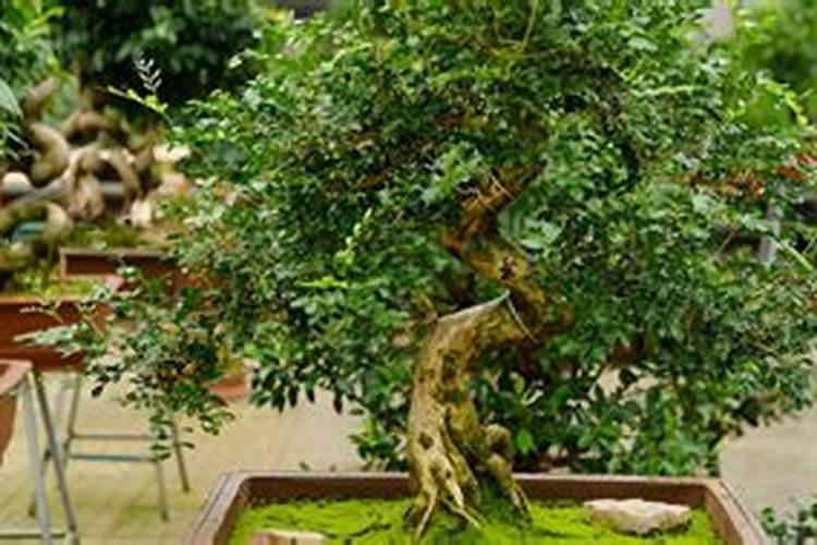 夏天枇杷种植的方法 夏天怎么用枇杷种子种