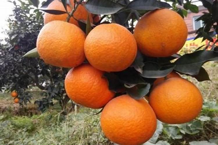 柑橘树专用肥料配方是什么？