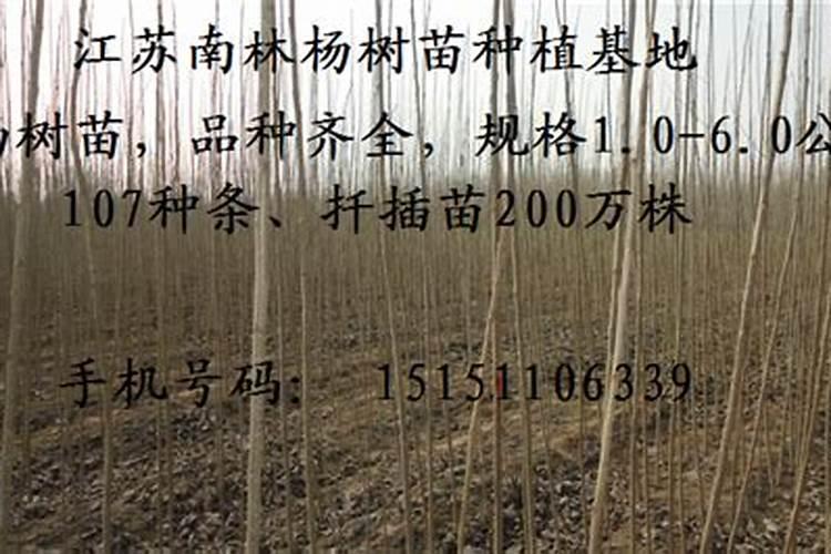 杨树在施肥上应该注意点什么？