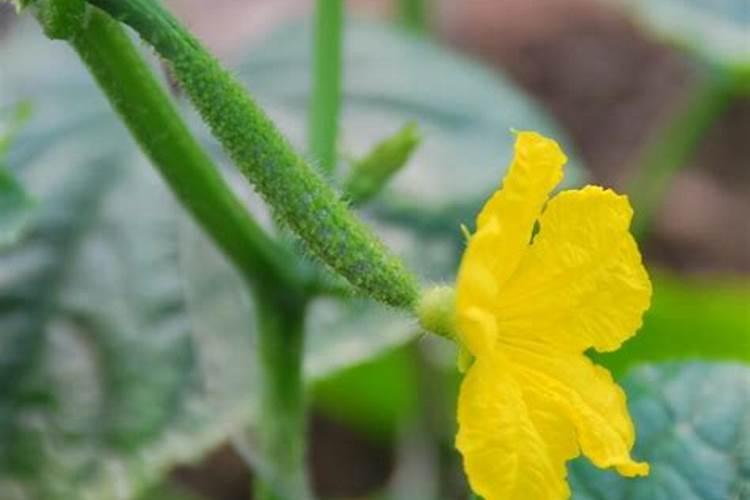 秋黄瓜只开花不结果咋解决