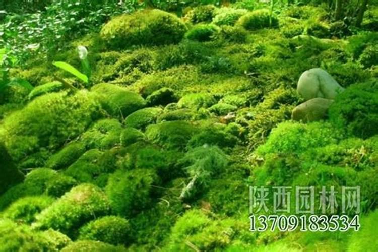 磷肥可以杀青苔吗