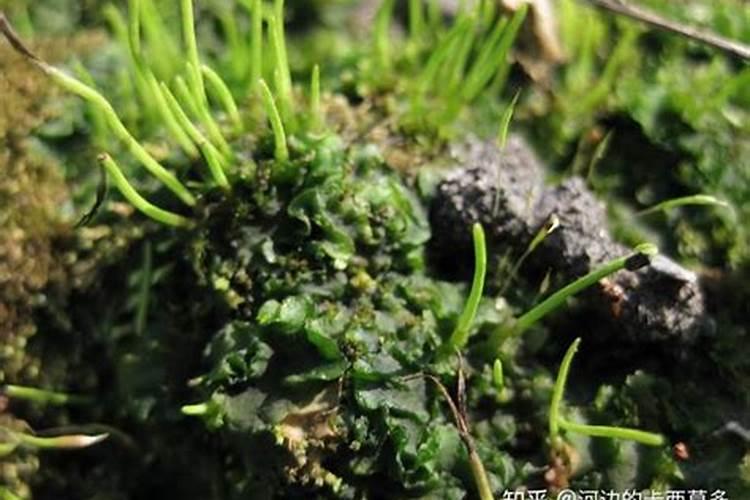 磷肥可以杀青苔吗