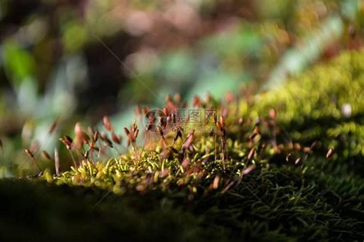 磷肥可以杀青苔吗