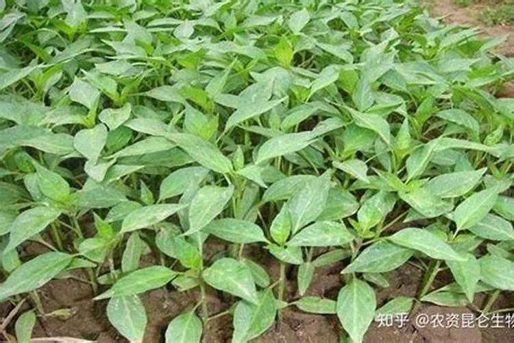 辣椒喷什么叶面肥结果多,多久喷一次