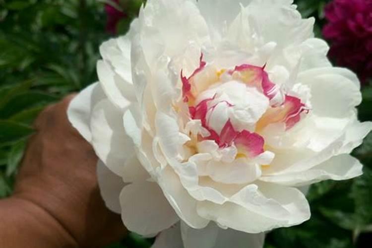 芍药花苞不开花为什么？