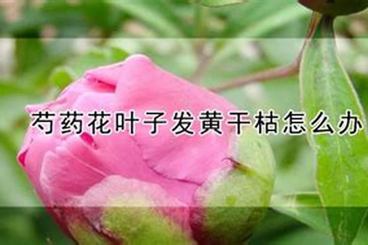 芍药花什么时候施肥