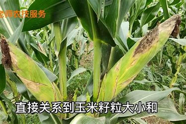 蓝莓不宜和什么食物同食？