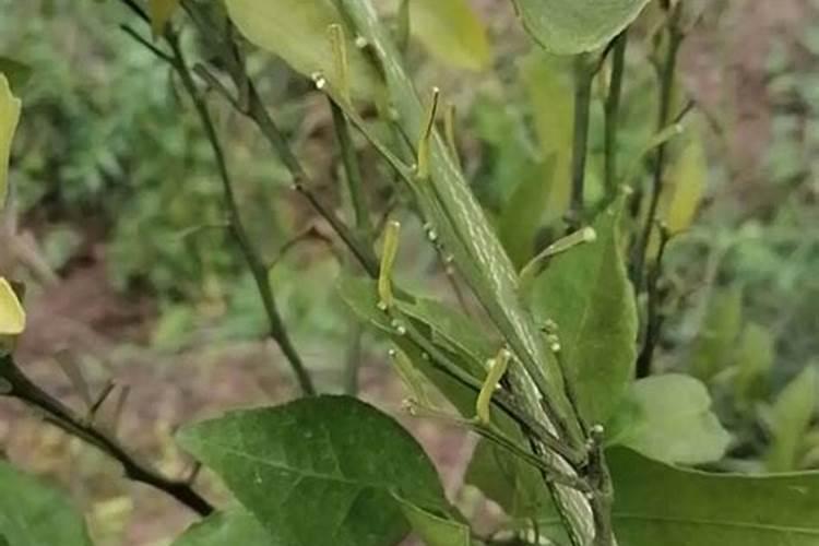 柑橘如何才能增甜减酸？田间管理很重要,叶面喷施肥料很关键