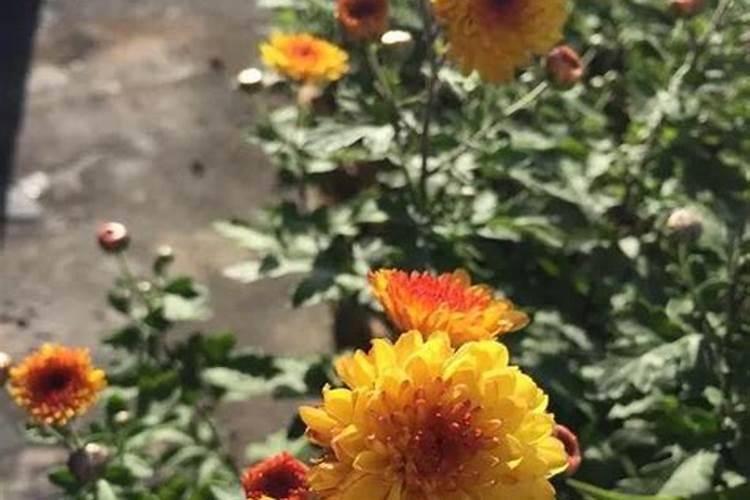 菊花花期能喷硼肥吗？