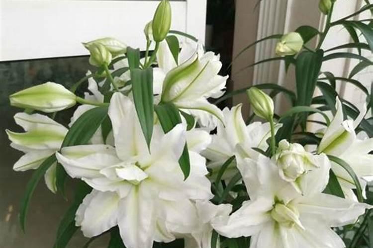 百合花可以用复合肥吗