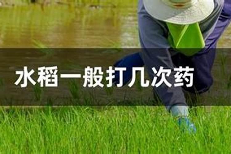 水稻硼肥的作用及使用方法