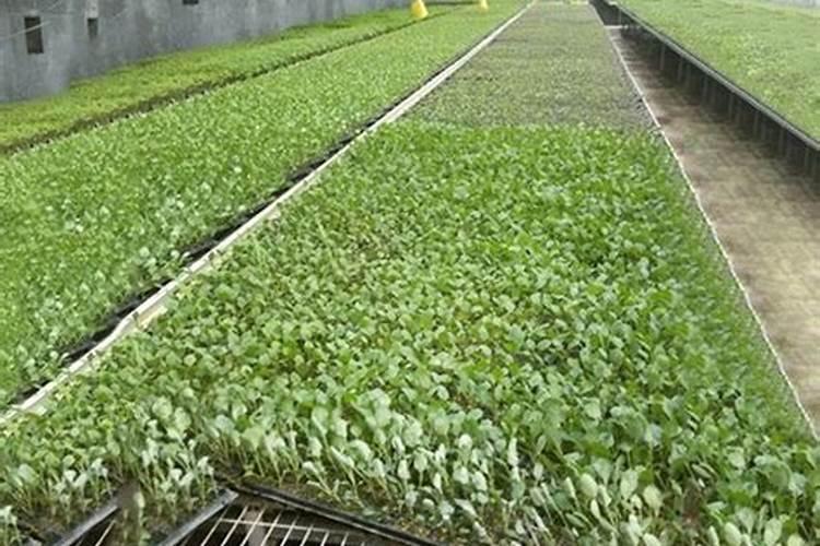 大棚种植辣椒,如何施肥,才能提高产量和质量？