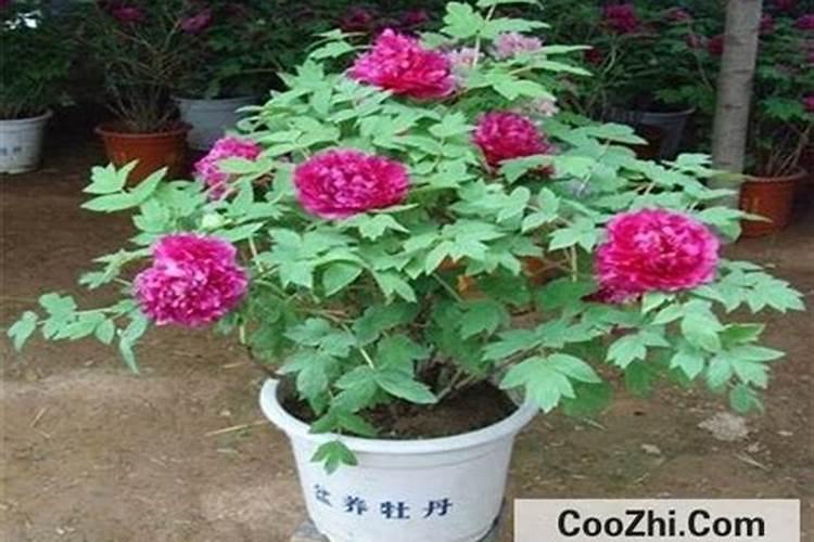 牡丹花怎么施肥