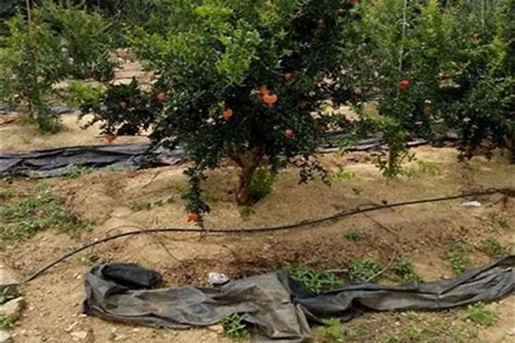 河阴石榴石榴管理