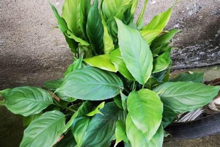 万年青叶子发黄的解决办法