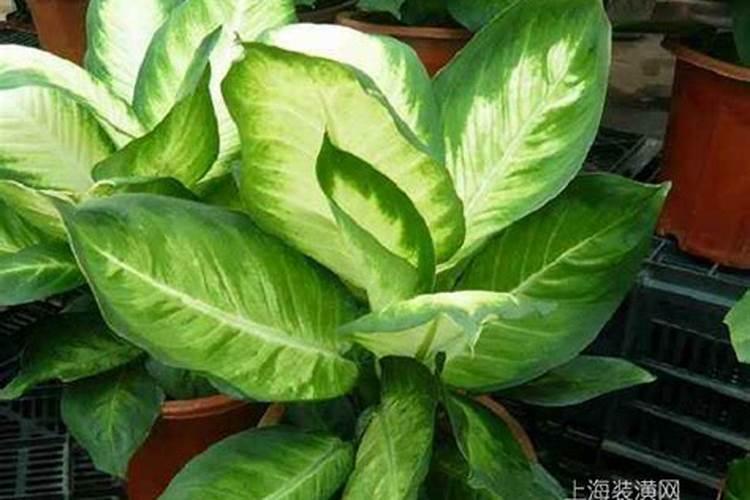 万年青叶子黄用什么肥料？