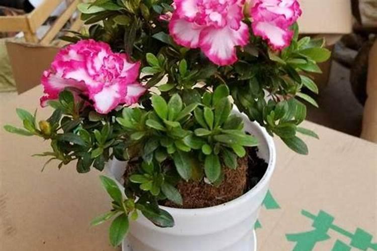杜鹃花施什么肥最好