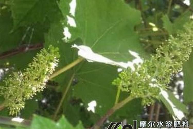 请问辣椒和花生怎么套栽？