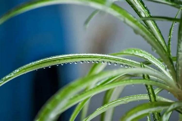 橘子树用什么肥好 施肥方法有哪些