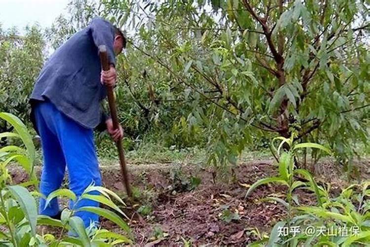 桃树怎么施肥好？来自王大哥的分享