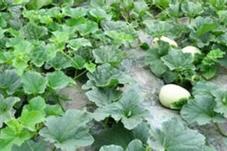 黄秋葵需要什么肥料