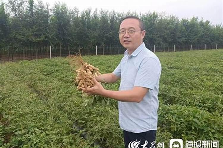 花生专用肥的最佳配方