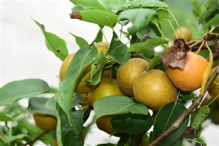 叶面肥在什么时候不能打