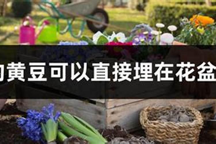 煮熟的黄豆能直接埋在土中当肥料吗？你怎么看？