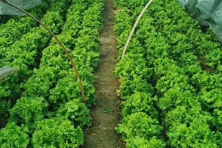 如何选购优质的水溶肥料