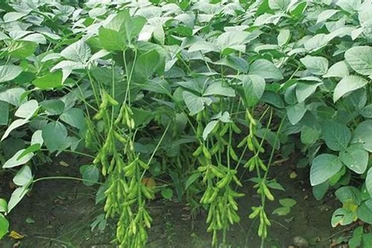 种毛豆底肥用什么