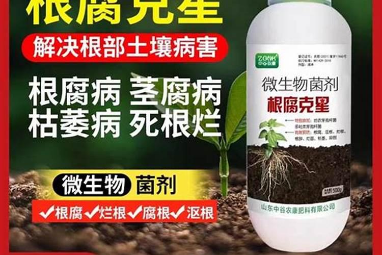 番茄根腐病怎么防治？