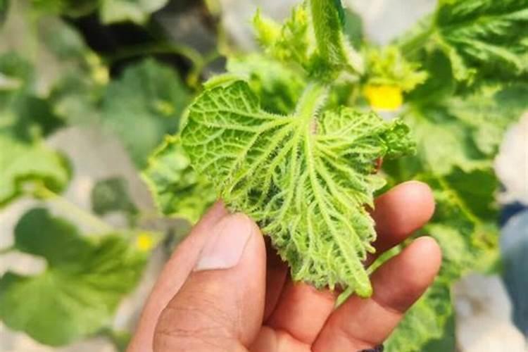 哈密瓜上网纹后的施肥管理及病虫害防治？