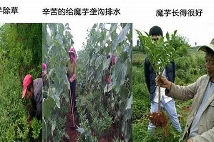 魔芋用什么肥料最好