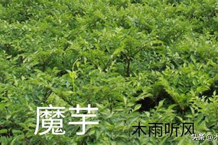 种魔芋用什么肥料