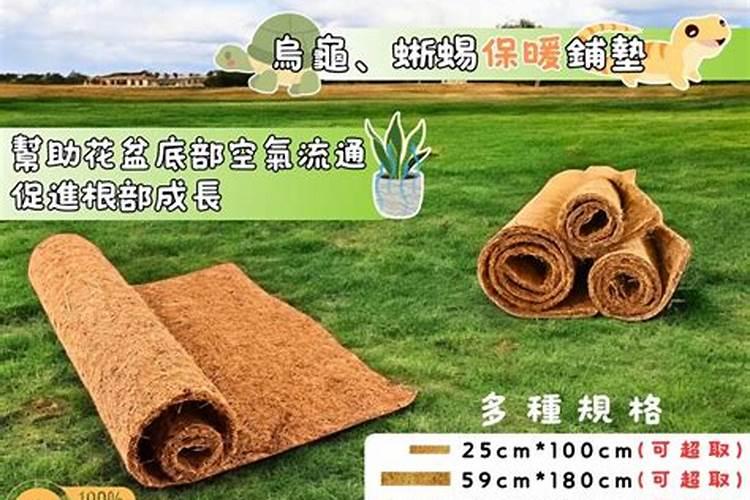 海南的水果都是哪些