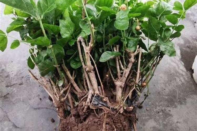 茉莉花春天怎么养,晚春换盆增加养分