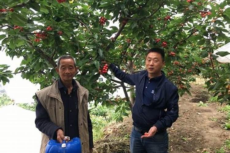 大棚樱桃树啥时候喂钙肥？