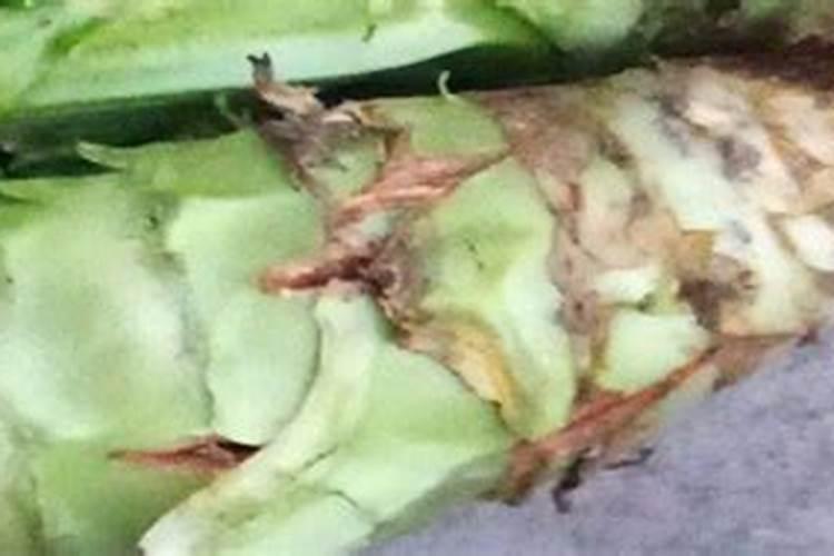 莴笋中期喷施920后猛长高怎么办