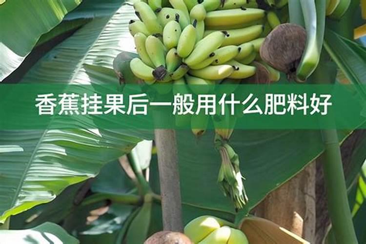 香蕉施用什么肥料效果好