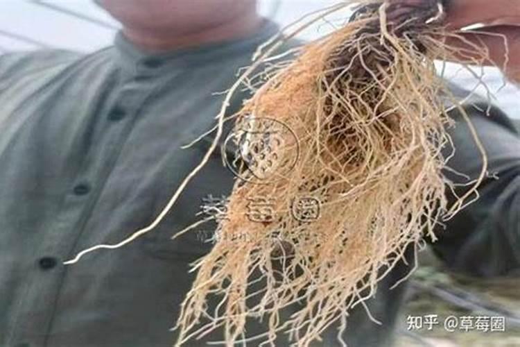 黄瓜冬天怎么浇水,用什么样的肥