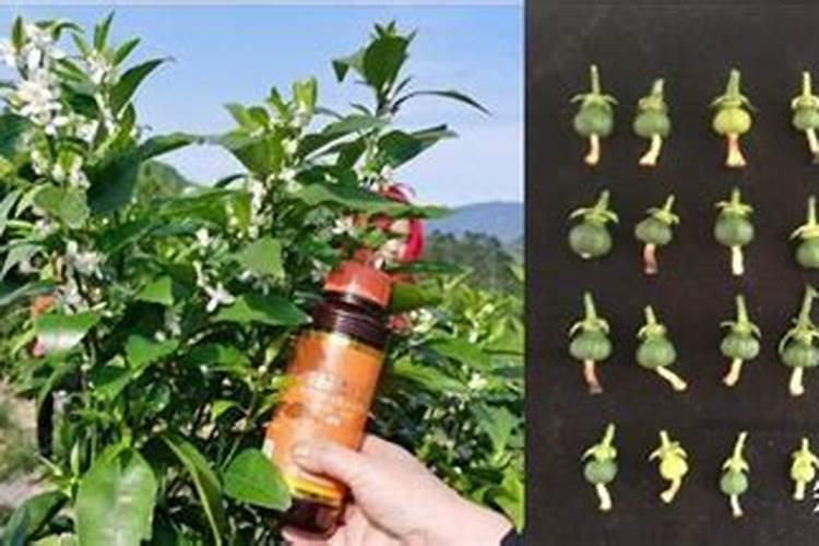 黄腐酸钾是什么肥料