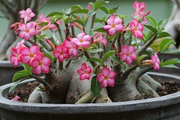 怎样防止茶花干蕾落蕾？